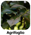 Agrifoglio